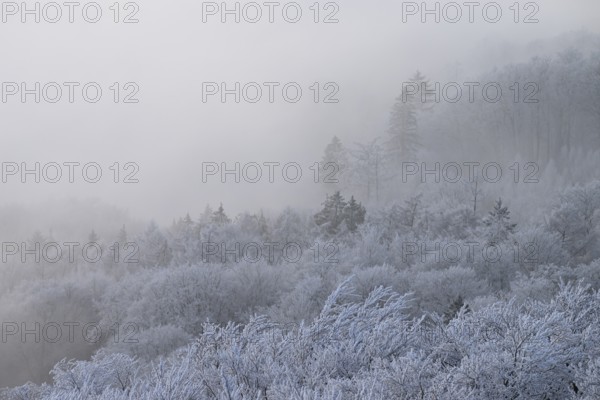 A foggy winter forest with snow-covered trees creates a quiet and mystical atmosphere, Terra Vita nature park Park, Dissen am Teutoburg Forest, Lower Saxony, Germany