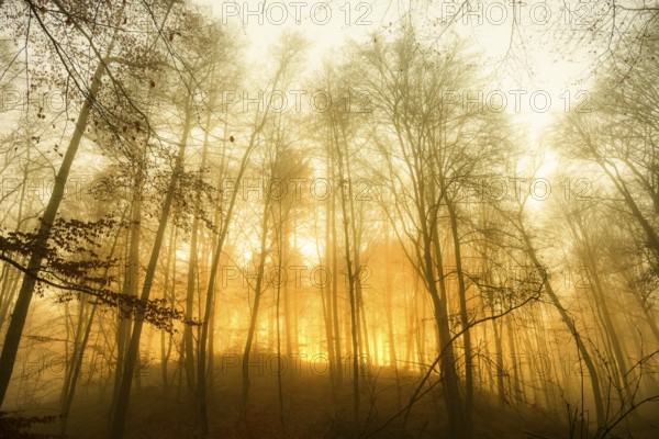 Sunset light streams through a foggy autumn forest in warm orange, A forest in the warm light of the rising sun surrounded by NebelKrucum, Melle, Lower Saxony, Germany