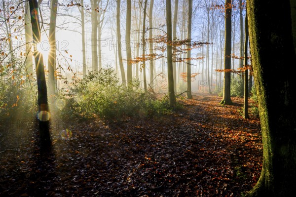 Autumn forest with sun rays shining through the trees, a sun-drenched forest trail with autumn leaves and soft light, Krucum, Melle, Lower Saxony, Germany