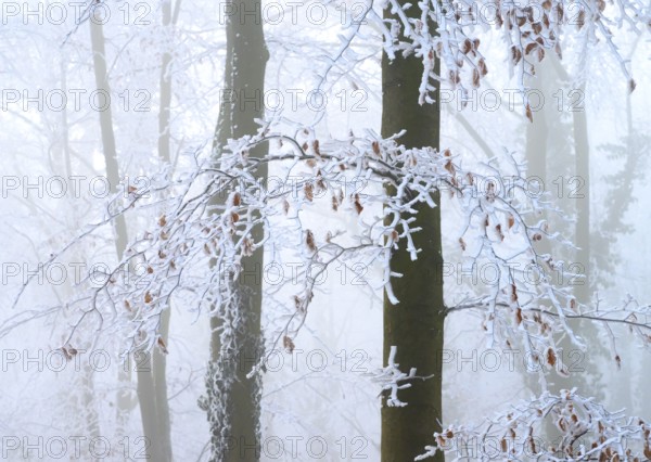 Snow-covered branches and beech trees (Fagus syvatica) in the misty winter forest, Hermannsweg, Dissen, Dissen am Teutoburger Wald, Lower Saxony