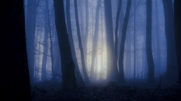 Dark forest with blue fog and rays of light through the trees, mysterious, A mystical forest at night, illuminated by a soft light through the trees, Krucum, Melle, Lower Saxony, Germany
