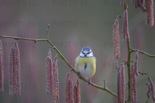 A blue tit (Cyanistes caeruleus) sits on a branch of a hazel tree (Corylus avellana) surrounded by catkins in the soft light of a spring morning, Melle, Lower Saxony, Germany