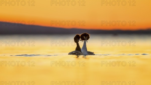 Two great crested grebes (Podiceps Scalloped ribbonfish) in the water at sunset, their silhouettes light up the picture, their silhouettes look romantic against the orange-coloured evening sky Steinhuder Meer, Lower Saxony, Germany