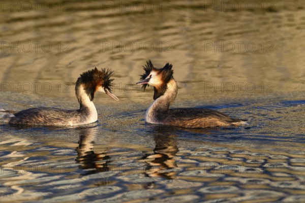 A mating pair of great crested grebes (Podiceps Scalloped ribbonfish) swimming close together in the water, their plumage reflected in the water, Steinhuder Meer, Lower Saxony, Germany