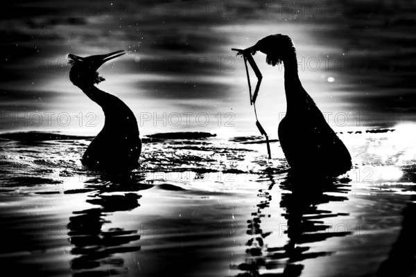 Two great crested grebes (Podiceps Scalloped ribbonfish) during courtship Penguin dance handing each other plant parts as a gift in black silhouette playing on the water, with dramatic play of light, Steinhuder Meer, Lower Saxony, Germany