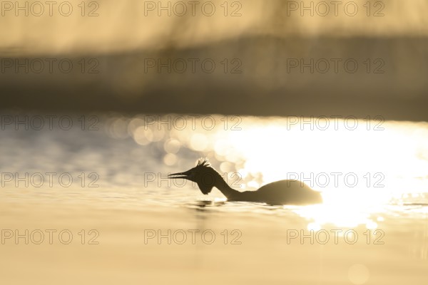 Silhouette of a great crested grebe (Podiceps Scalloped ribbonfish) on the water in the golden light of sunset, Steinhuder Meer, Lower Saxony, Germany