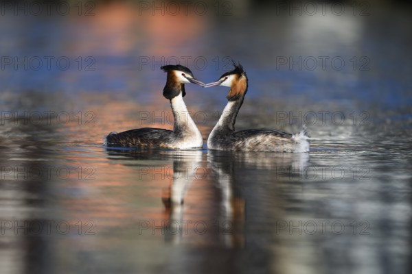 A mating pair of great crested grebes (Podiceps Scalloped ribbonfish) swimming close together in the water, their plumage glowing in the evening light, Steinhuder Meer, Lower Saxony, Germany