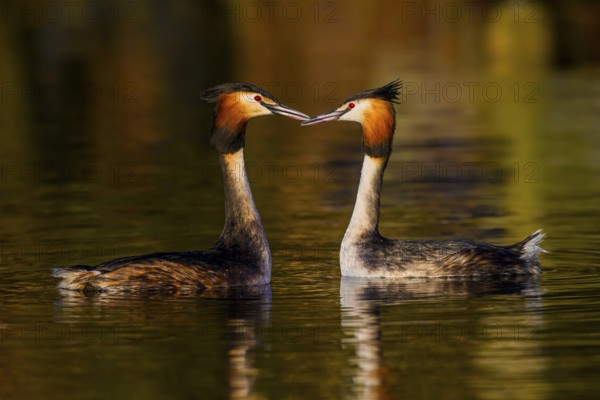 A pair of great crested grebes (Podiceps Scalloped ribbonfish) swimming close together in the water, their plumage glowing in the evening light, Steinhuder Meer, Lower Saxony, Germany