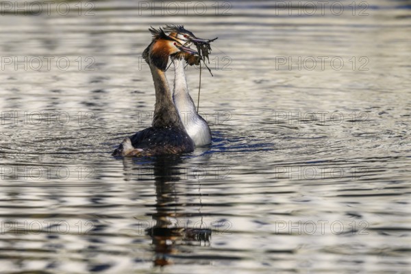 A mating pair of great crested grebes (Podiceps Scalloped ribbonfish) swimming close together in the water, both birds carrying nesting material in their beaks, their plumage reflected in the water, Steinhuder Meer, Lower Saxony, Germany