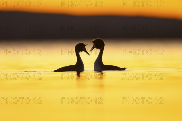 Two great crested grebes (Podiceps Scalloped ribbonfish) in the water at sunset, their silhouettes light up the picture, Two birds in the water at sunset, their silhouettes look romantic, Steinhuder Meer, Lower Saxony, Germany