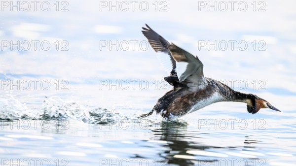 A great crested grebe (Podiceps Scalloped ribbonfish) rises from the water in flight and leaves a trail, a bird takes off with spread wings from the water of a lake into freedom, Steinhuder Meer, Lower Saxony, Germany
