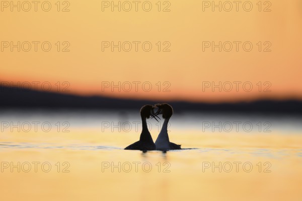 Two great crested grebes (Podiceps scalloped ribbonfish) form a heart-shaped silhouette at sunset over the water, Two birds form a heart in the water at sunset, Steinhuder Meer, Lower Saxony, Germany