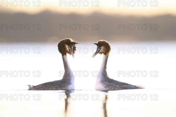 Two great crested grebes (Podiceps Scalloped ribbonfish) in the evening light on the water. Depiction of harmony and togetherness, two birds in the water during courtship in soft light, romantic scene, Steinhuder Meer, Lower Saxony, Germany