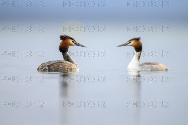 Two great crested grebes (Podiceps Scalloped ribbonfish) swimming in the water of a calm lake and looking at each other, Steinhuder Meer, Lower Saxony, Germany