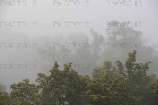 Treetops rise due to disappearance in early fog low-lying clouds in low mountain ranges, Germany