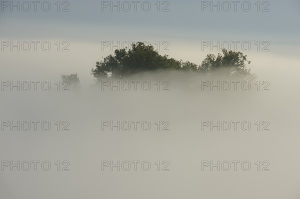 Treetop rising through early fog low-lying clouds in low mountain ranges, Germany