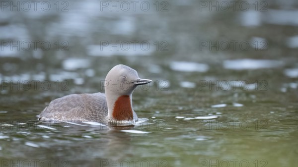 A tired red-throated diver (Gavia stellata) swims calmly with closed eyes in the water with a clear sky in the background, Örebro län, Sweden