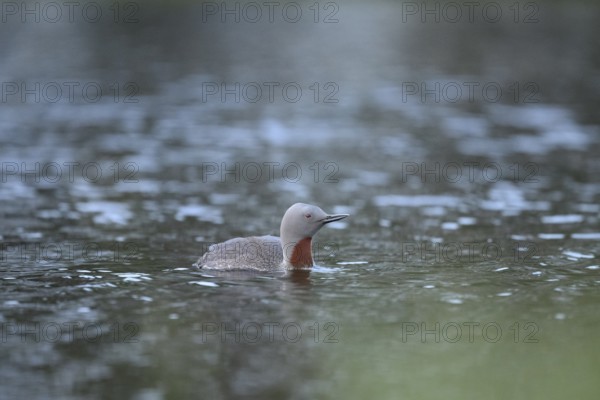 A red-throated diver (Gavia stellata) swims calmly in the water with a clear sky in the background, Örebro län, Sweden