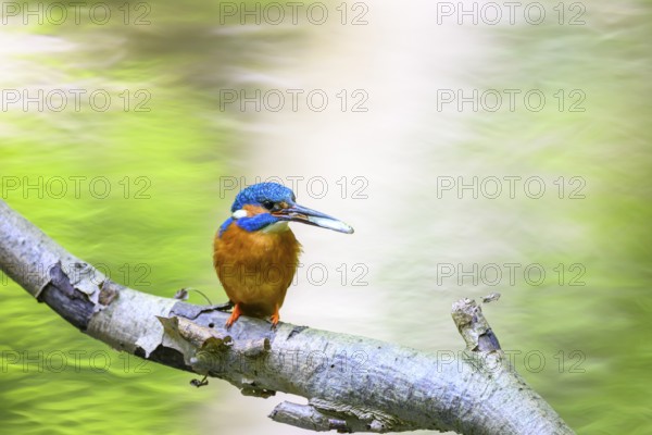 A colourful kingfisher (Alcedo atthis) sits on a branch in front of a blurred green background, Osnabrücker Land, Lower Saxony, Germany