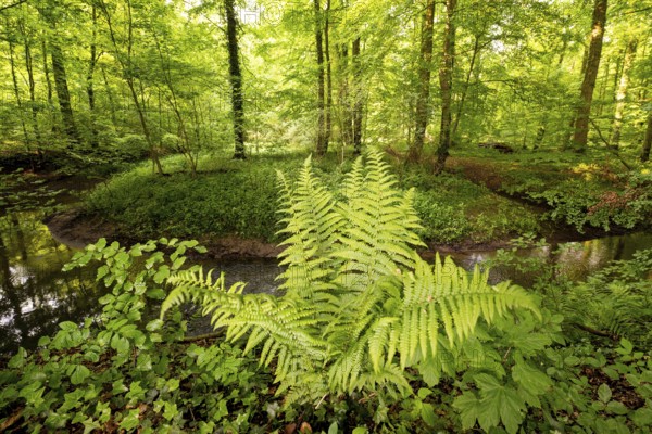 Green fern in the dense summer forest at the Violenbach stream, Melle, Osnabrücker Land, Lower Saxony, Germany