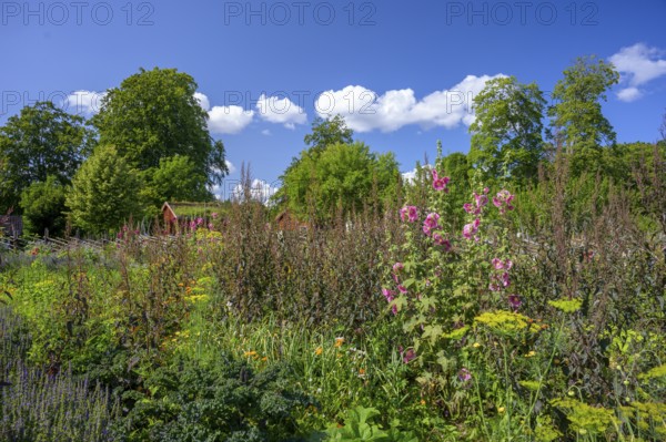 A picturesque garden with flowers and a rural house in the background, the colorful cottage garden vegetable garden of the famous botanist and taxonomist Carl von Linne with a rustic wooden fence under a blue sky, Linnes Rashult, Rashult, Diö, Kronobergs län, Sweden