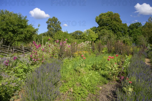 Colourful A picturesque garden with flowers and a rural house in the background, the colorful cottage garden vegetable garden by the famous botanist and taxonomist Carl von Linne with a rustic wooden fence under a blue sky, Linnes Rashult, Rashult, Diö, Kronobergs län, Sweden with various types of flowers next to a rustic wooden fence on a sunny day