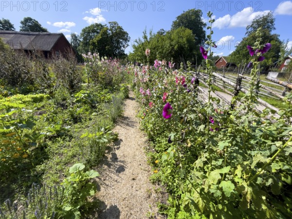 A path along the colorful cottage garden of the famous botanist and taxonomist Carl von Linne with a rustic wooden fence under a blue sky, Linnes Rashult, Rashult, Diö, Kronobergs län, Sweden