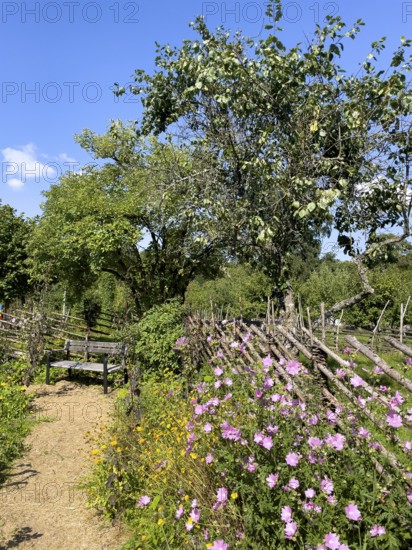 A path along the colorful cottage garden of the famous botanist and taxonomist Carl von Linne with a rustic wooden fence under a blue sky, Linnes Rashult, Rashult, Diö, Kronobergs län, Sweden