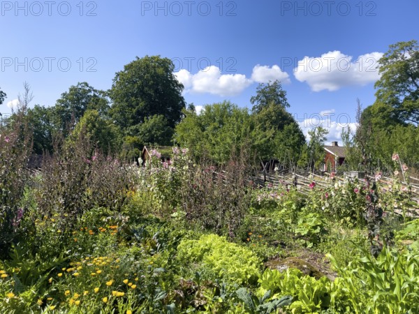 The colorful cottage garden vegetable garden of the famous botanist and taxonomist Carl von Linne with a rustic wooden fence under a blue sky, Linnes Rashult, Rashult, Diö, Kronobergs län, Sweden