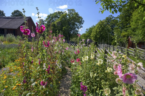 A blooming garden with various hollyhocks and a rural house in the background, the colorful cottage garden vegetable garden of the famous botanist and taxonomist Carl von Linne with a rustic wooden fence under a blue sky, Linnes Rashult, Rashult, Diö, Kronobergs län, Sweden