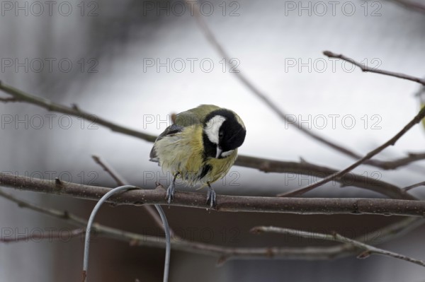 Great tit (Parus major), twig, winter, plumage, wet, Germany, With wet feathers the great tit sits on a branch in a tree