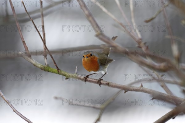 Robin (Erithacus rubecula), tree, winter, Germany, The bird with its orange-red breast sits on a bare branch
