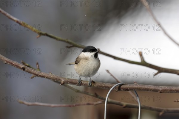 Marsh tit (Poecile palustris), winter, tree, Germany, Cute bird with its typical black feathers on the head