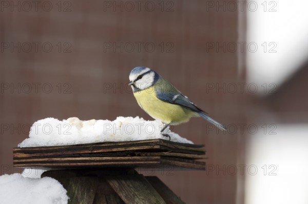Blue tit (Cyanistes caeruleus), snow, bird feeder, Germany, The tit finds the peanut kernels hidden in the snow