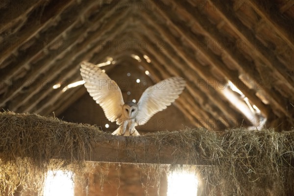 A barn owl (Tyto alba) lands with outstretched wings in the loft of an old barn surrounded by hay in a rustic, wood-lined attic, East Westphalia, North Rhine-Westphalia, Germany