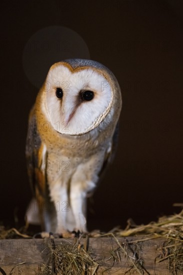 A barn owl (Tyto alba) sits in the dark, surrounded by soft light, East Westphalia, North Rhine-Westphalia, Germany
