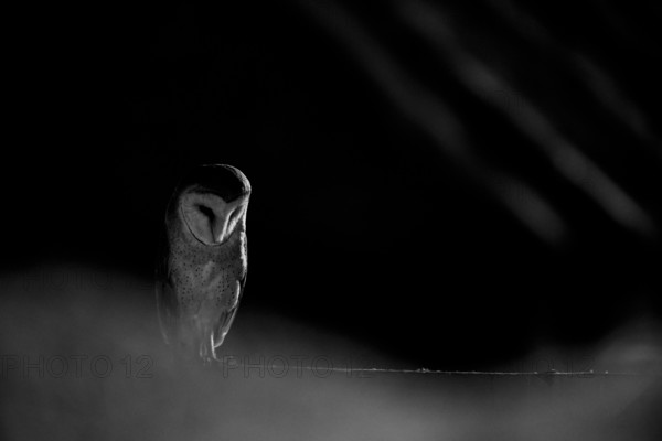 A barn owl (Tyto alba) In the shade, surrounded by darkness. Mystical atmosphere in black and white, East Westphalia, North Rhine-Westphalia, Germany