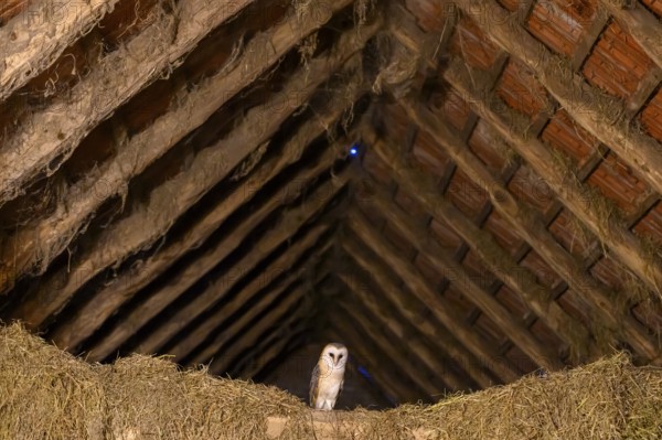 A barn owl (Tyto alba) sits quietly in the loft of an old barn surrounded by hay in a rustic, wood-lined attic, East Westphalia, North Rhine-Westphalia, Germany