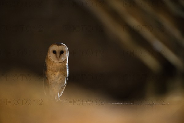 A barn owl (Tyto alba) In the shade, surrounded by darkness, East Westphalia, North Rhine-Westphalia, Germany