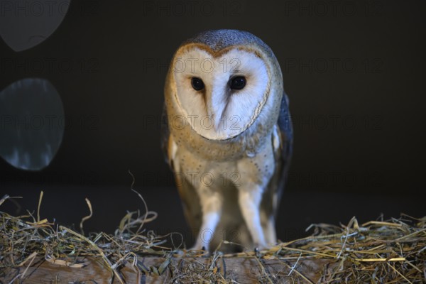 A barn owl (Tyto alba) stands in the darkness and looks with intense eyes, East Westphalia, North Rhine-Westphalia, Germany