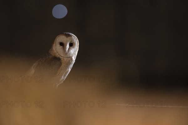 A barn owl (Tyto alba) appears in the middle of the darkness with a circle of light in the background, East Westphalia, North Rhine-Westphalia, Germany
