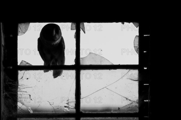 A Common barn owl (Tyto alba) sits in an old barn window with broken glass panes in the loft of an old barn surrounded by hay in a rustic, wood-lined attic, the light shimmers through the cloudy and with cobwebs and cracks through set old glass panes, close-up in black and white, East Westphalia, North Rhine-Westphalia, Germany