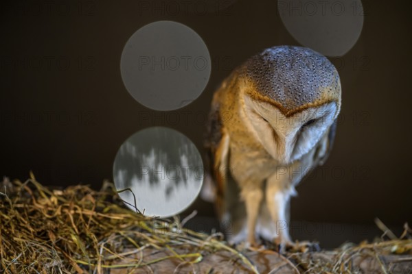 A barn owl (Tyto alba) stands with its head lowered on a bed of straw, accompanied by soft bokeh effects, East Westphalia, North Rhine-Westphalia, Germany