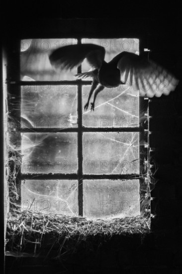 A Common barn owl (Tyto alba) l flies shadowily and mysteriously through an old window Stable window with divided panes with cobwebs in a high-contrast black and white photograph, East Westphalia, North Rhine-Westphalia, Germany