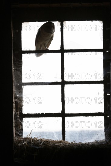 A Common barn owl (Tyto alba) l sits shadowy and mysterious in an old window Stable window with split panes with cobwebs in a high-contrast black and white photograph, East Westphalia, North Rhine-Westphalia, Germany