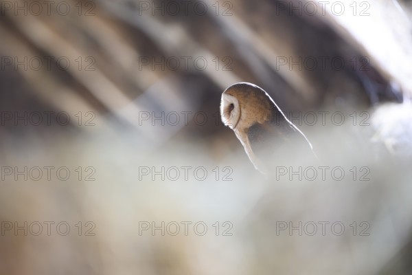 A barn owl (Tyto alba) sits quietly in a natural setting in an old barn loft, illuminated by soft light, East Westphalia, North Rhine-Westphalia, Germany