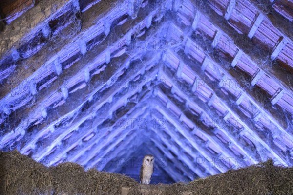 A barn owl (Tyto alba) sits quietly in the loft of an old barn surrounded by hay in a rustic, wood-fringed loft with blue lighting with many spider webs, East Westphalia, North Rhine-Westphalia, Germany