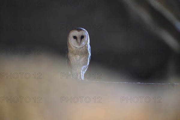 A barn owl (Tyto alba) sits quietly in the darkness and radiates peace and mysticism, East Westphalia, North Rhine-Westphalia, Germany