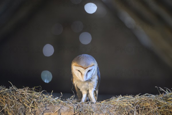 A barn owl (Tyto alba) In the shade, surrounded by darkness, hunting for mice with focussed downward gaze, East Westphalia, North Rhine-Westphalia, Germany