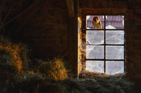 A barn owl (Tyto alba) sits in an old barn window with broken glass panes in the loft of an old barn surrounded by hay in a rustic, wood-lined attic, the light shimmers through the clouded and cobwebbed and cracked old glass panes, East Westphalia, North Rhine-Westphalia, Germany